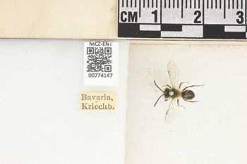 Media type: image;   Entomology 774147 Aspect: Labels